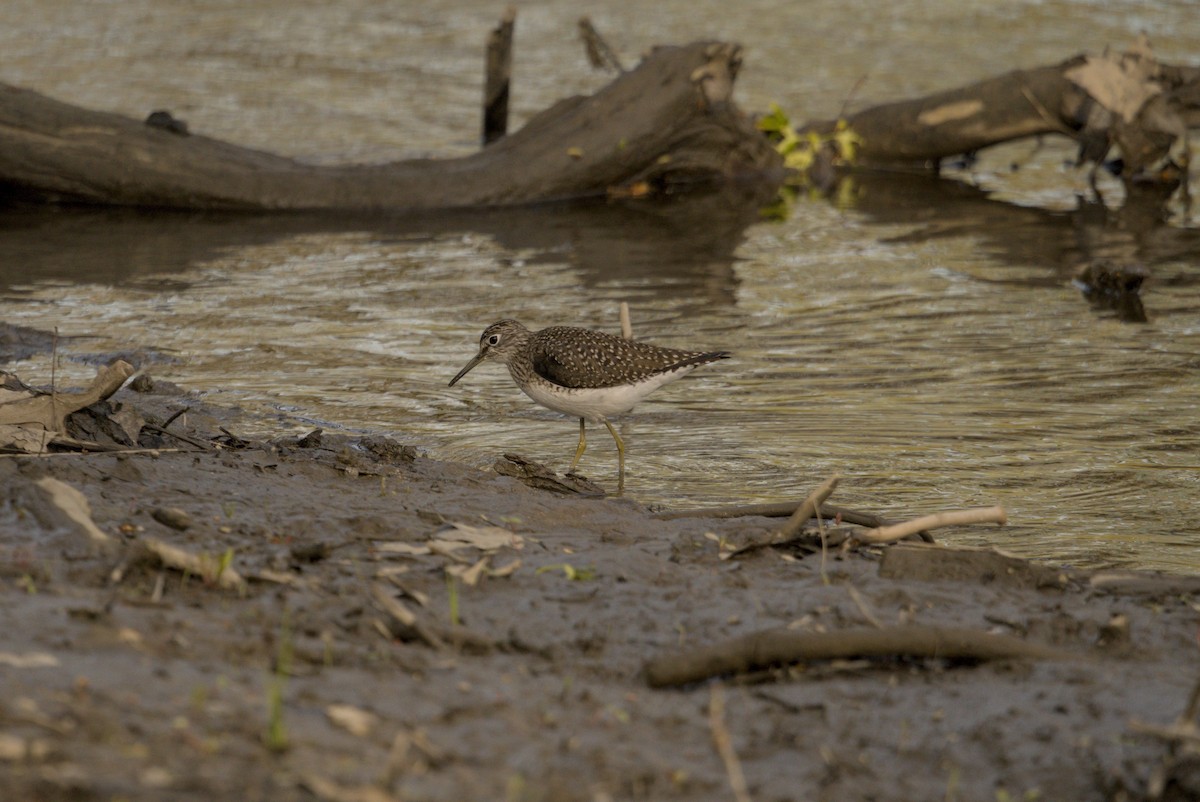 Solitary Sandpiper - ML646129686