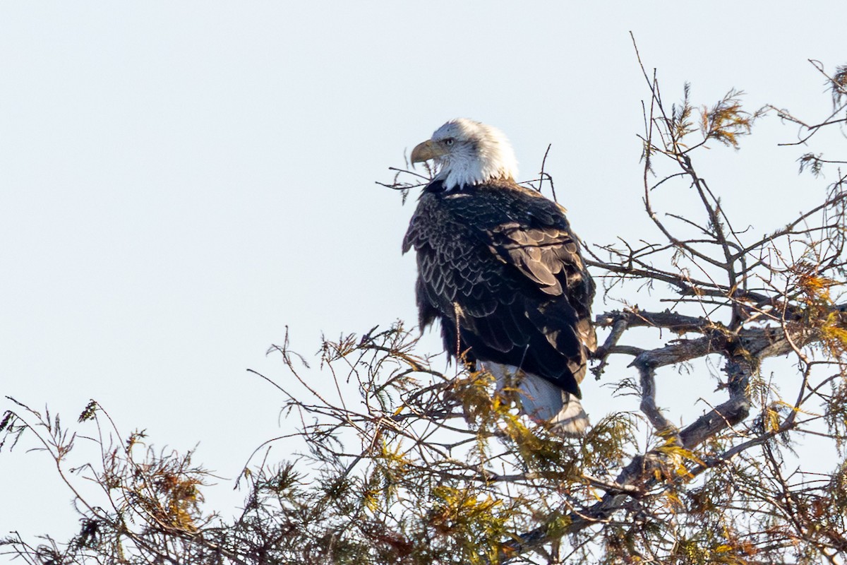 orel bělohlavý - ML646129689