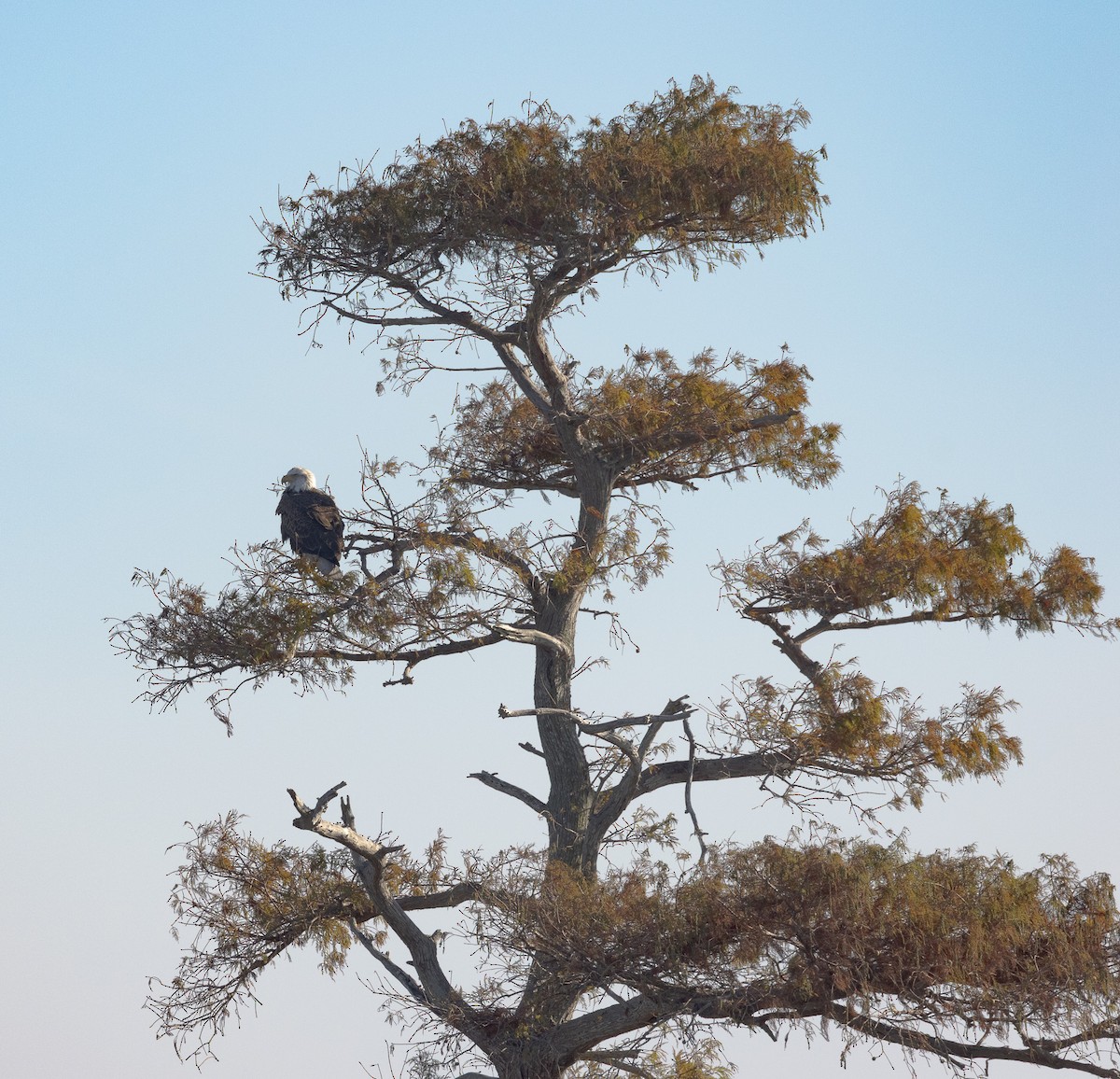 orel bělohlavý - ML646129690