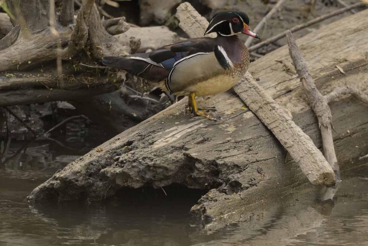 Canard branchu - ML646129698