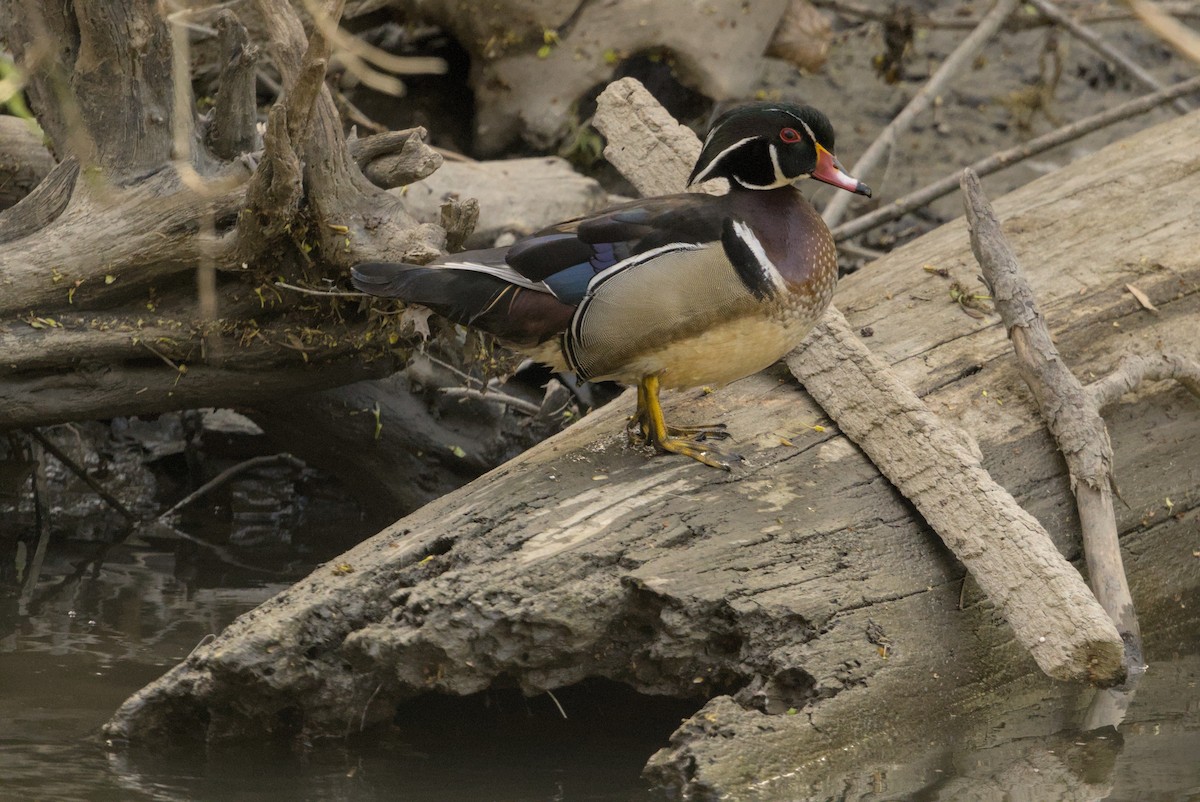 Canard branchu - ML646129699