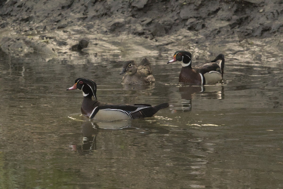 Canard branchu - ML646129700