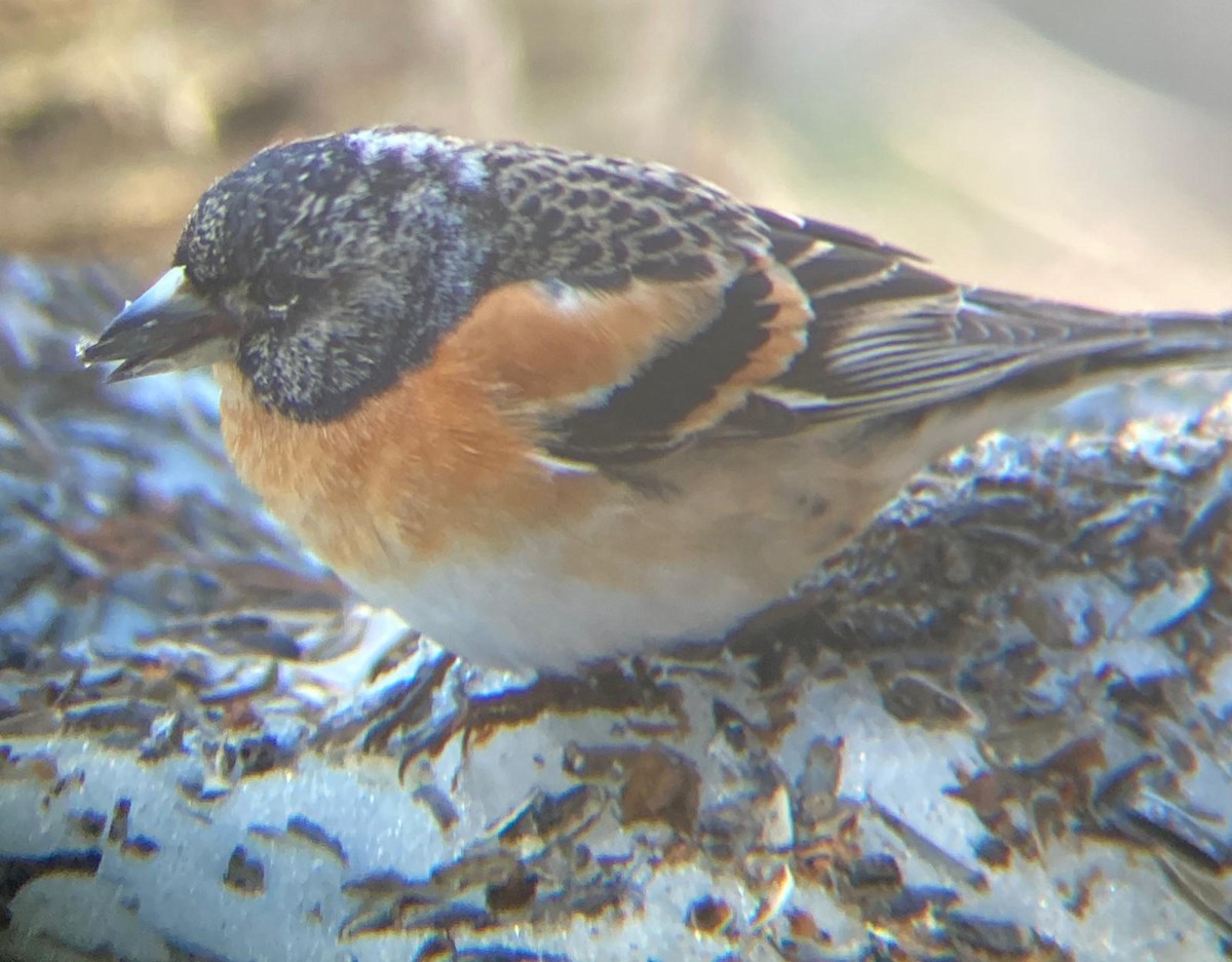 花雀 - ML646129704