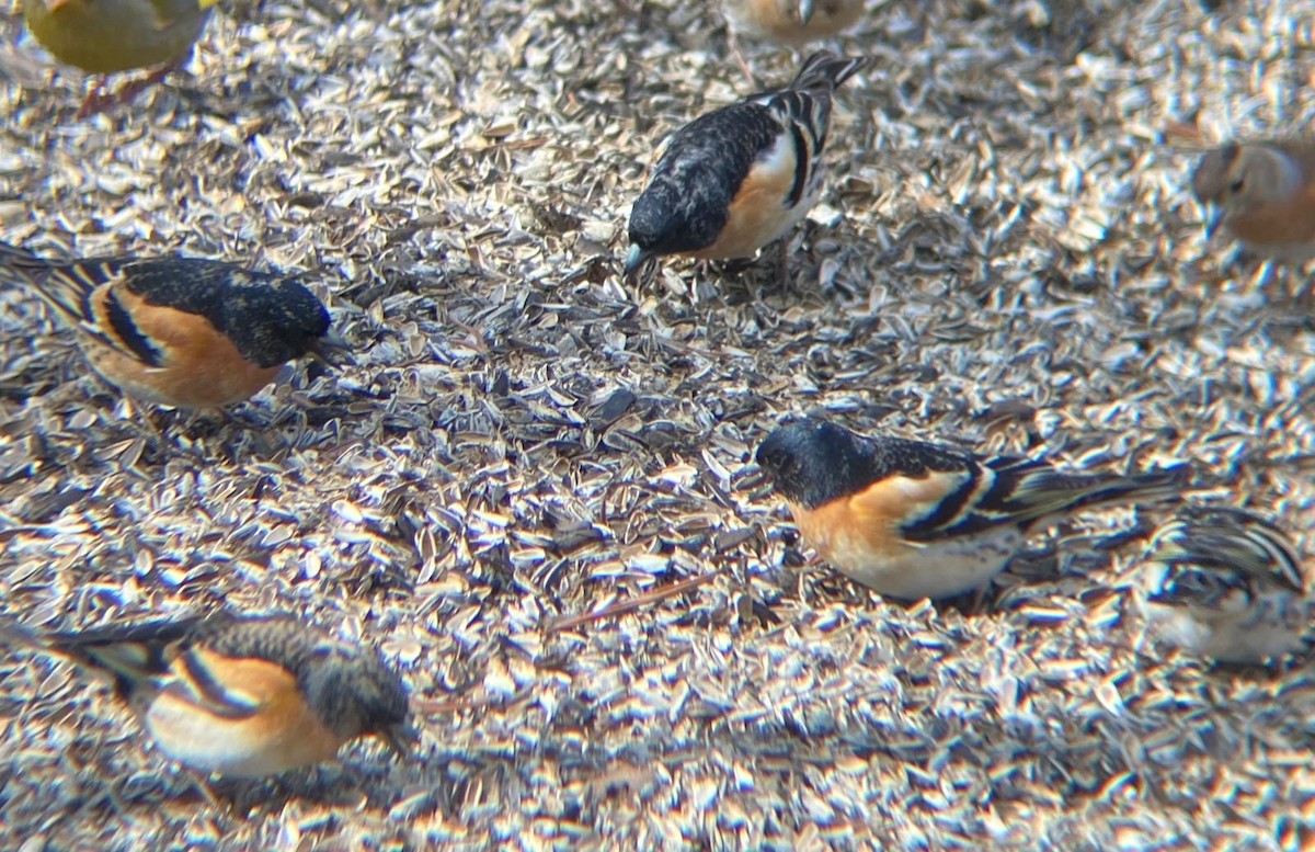 花雀 - ML646129705