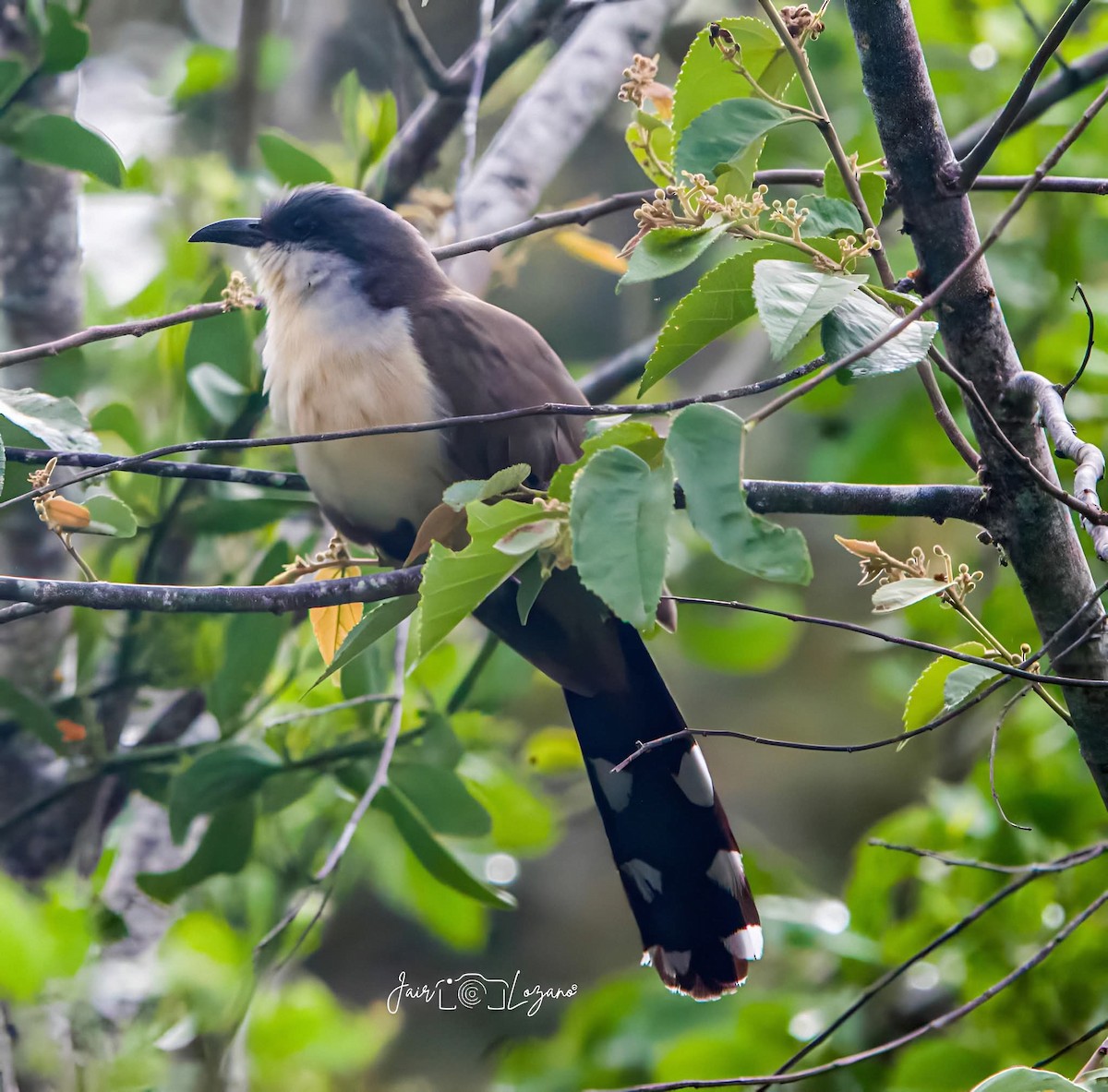 Галапагосская пиайя - ML646129706