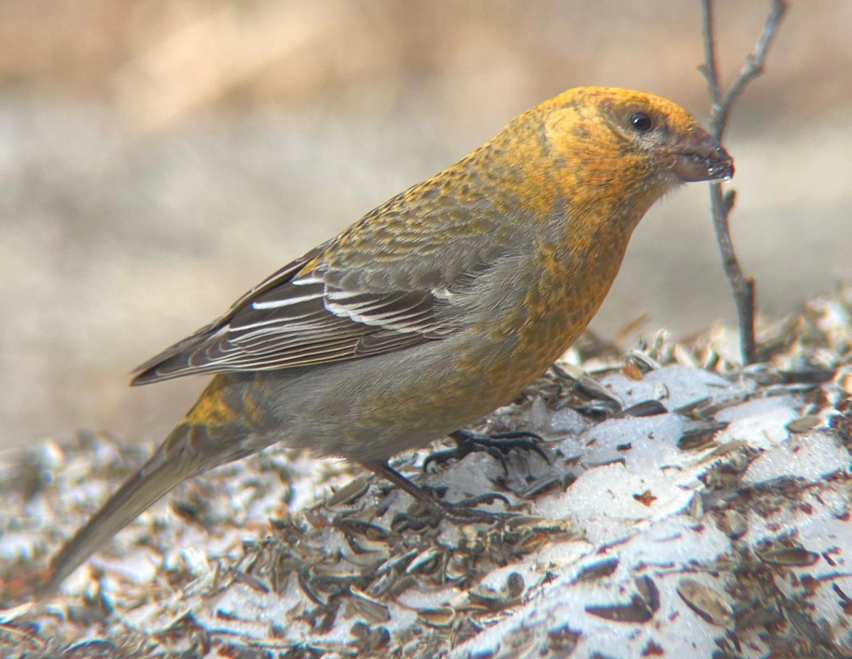 Tayga Çütresi - ML646129713