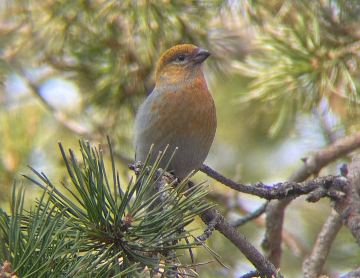 Tayga Çütresi - ML646129714