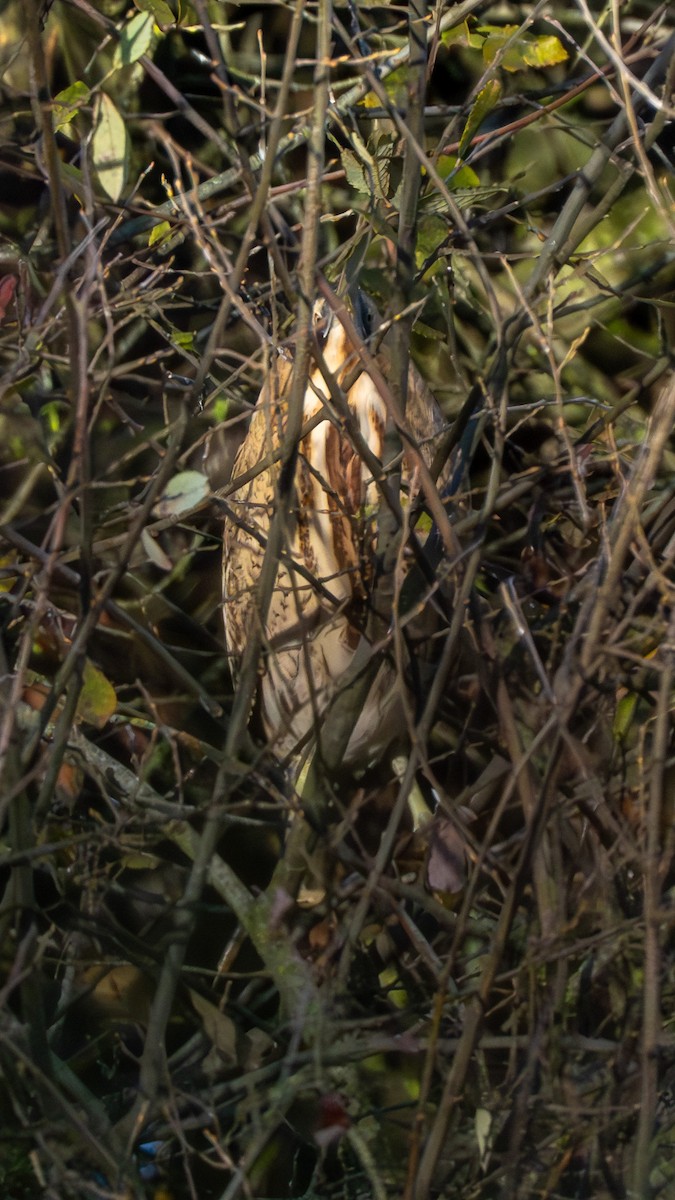 Eurasian Bittern - ML646129727