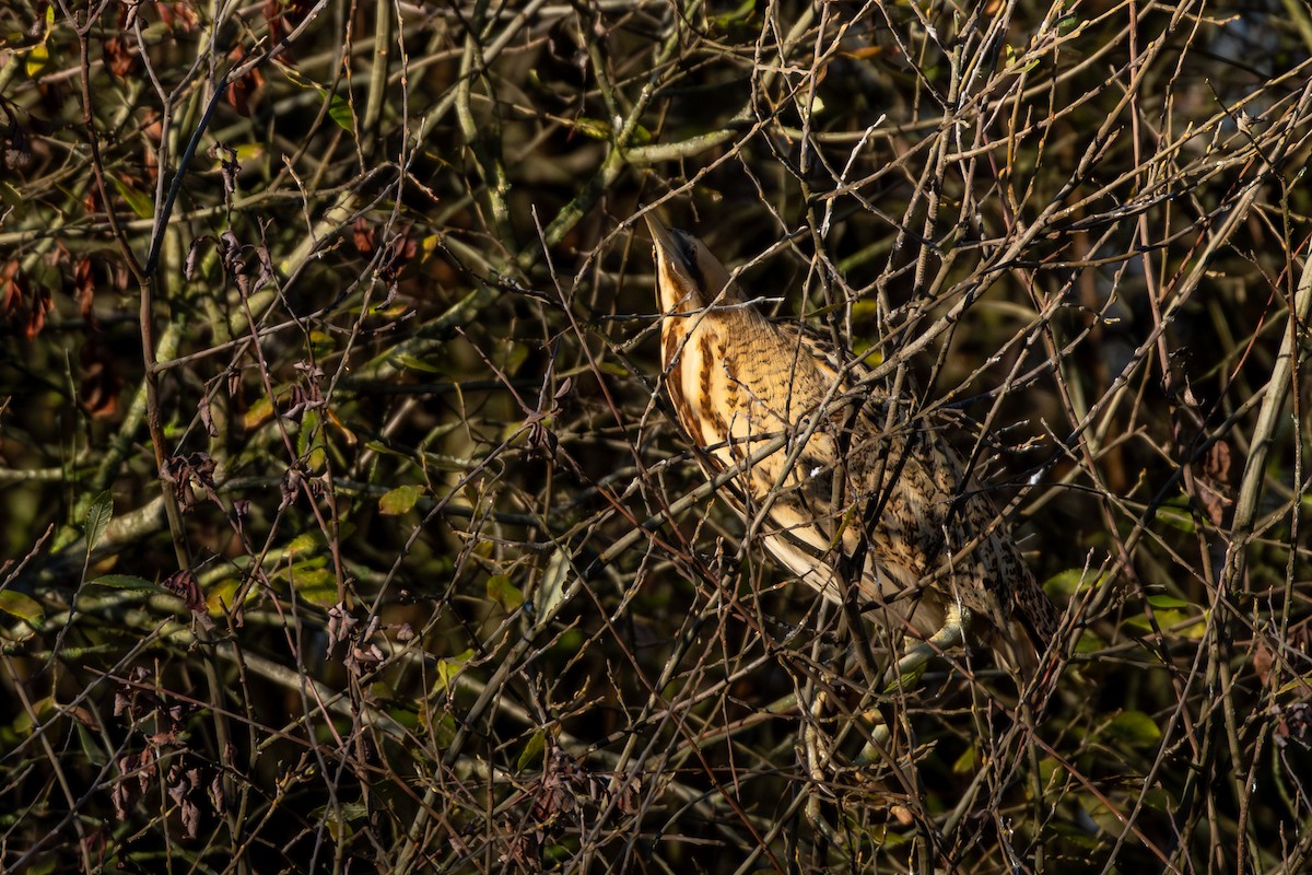 Eurasian Bittern - ML646129728