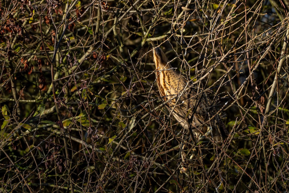 Eurasian Bittern - ML646129729