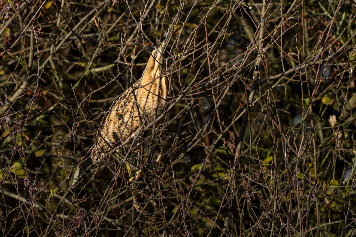 Eurasian Bittern - ML646129730