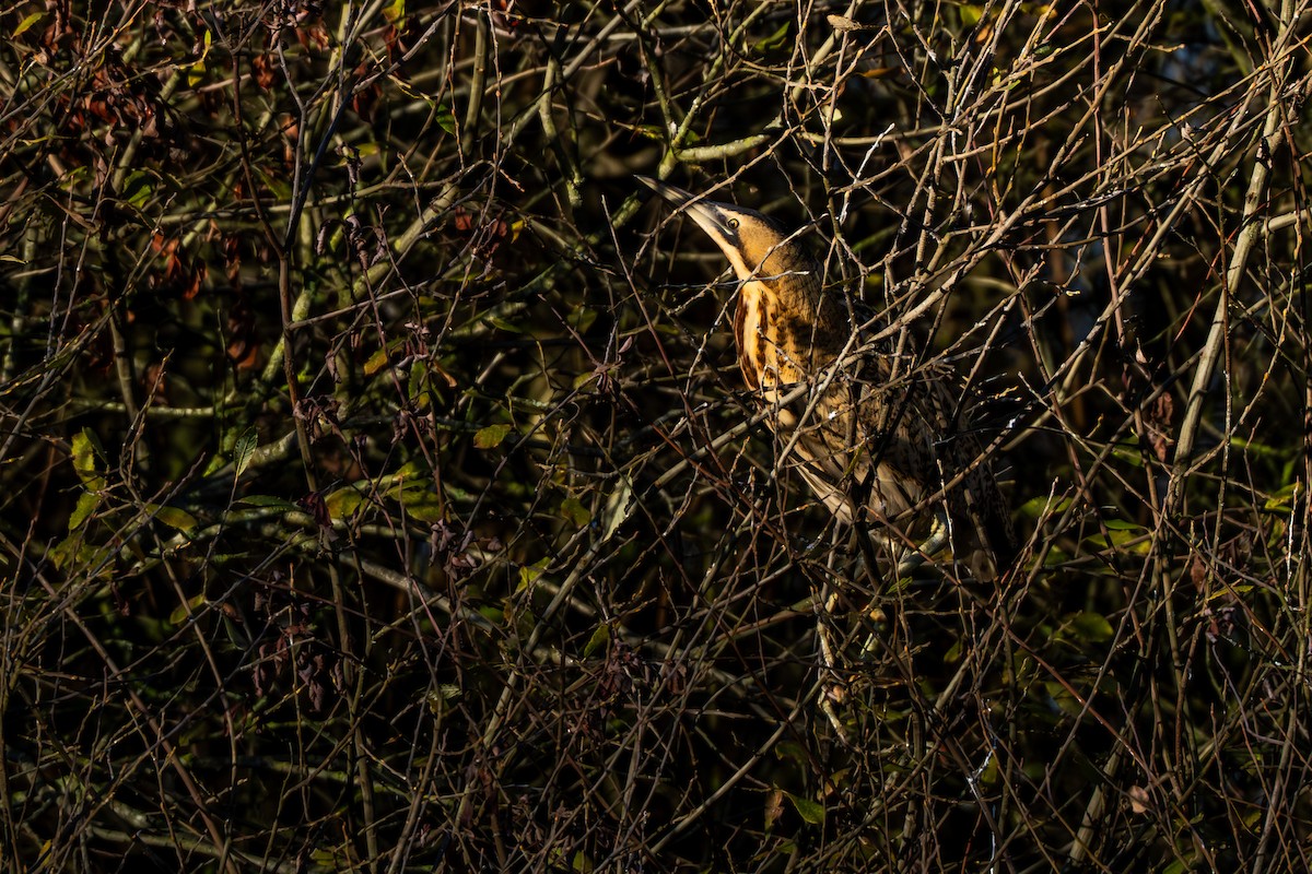 Eurasian Bittern - ML646129731