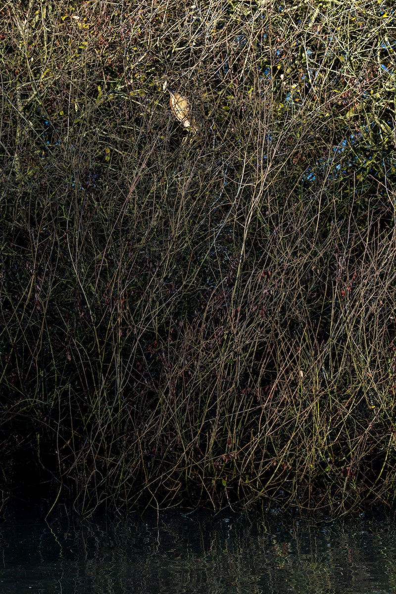 Eurasian Bittern - ML646129732