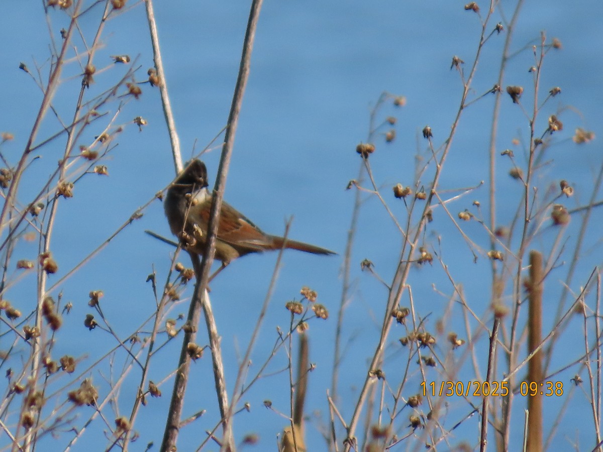 Swamp Sparrow - ML646129733