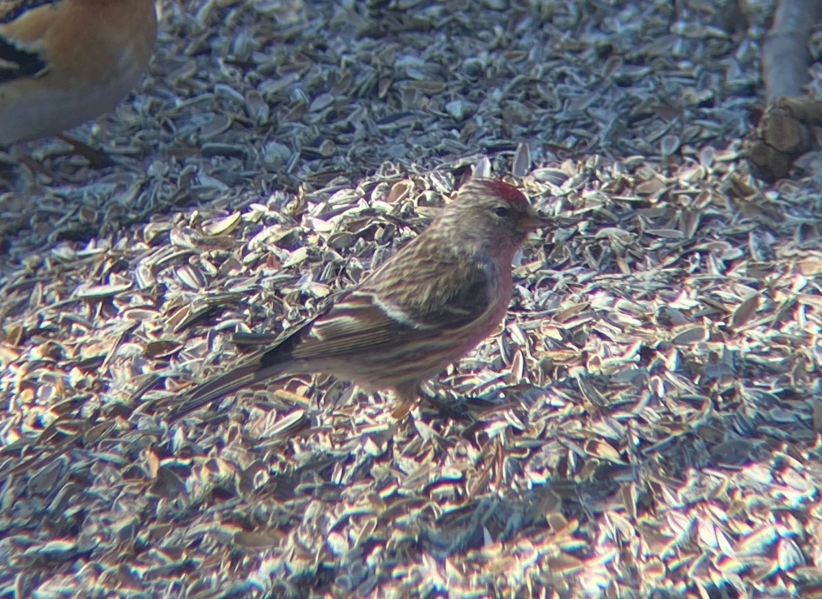 普通朱頂雀(flammea/rostrata/islandica) - ML646129734