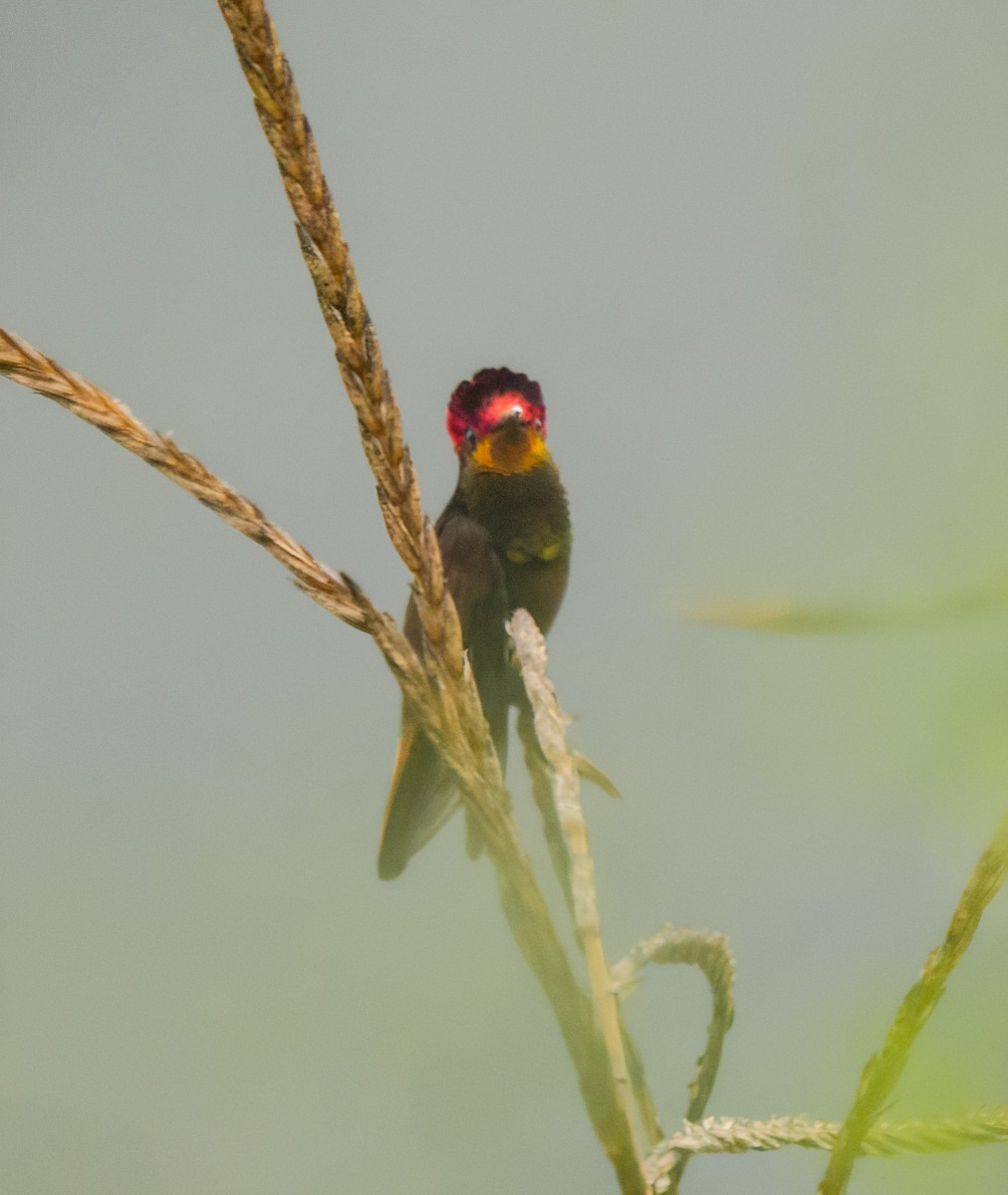 Ruby-topaz Hummingbird - ML646129750