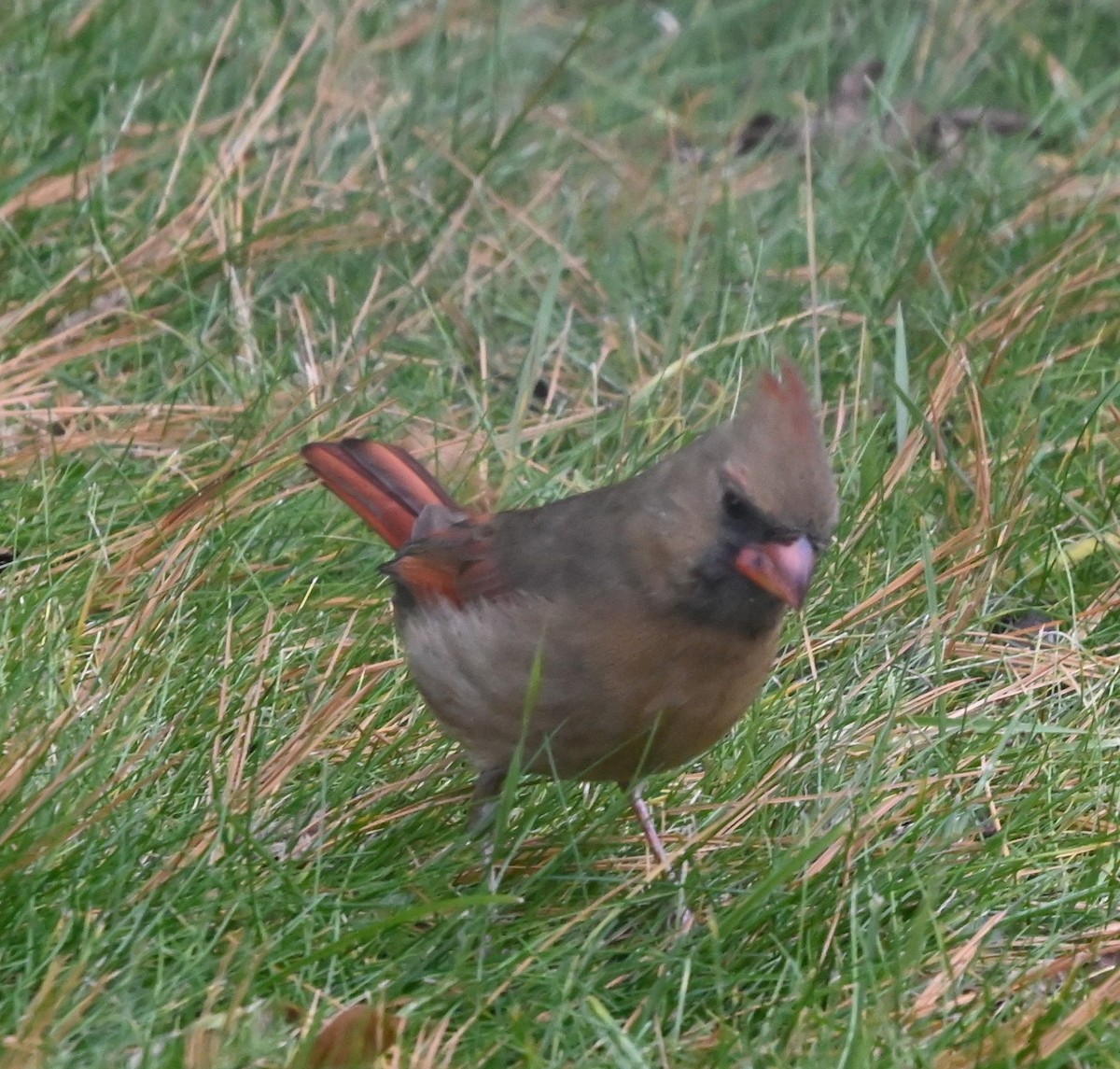 Northern Cardinal - ML646129751