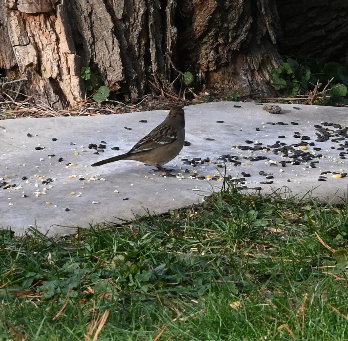 White-crowned Sparrow - ML646129759