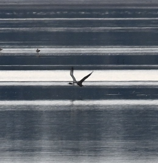 Arctic Loon - ML646129763