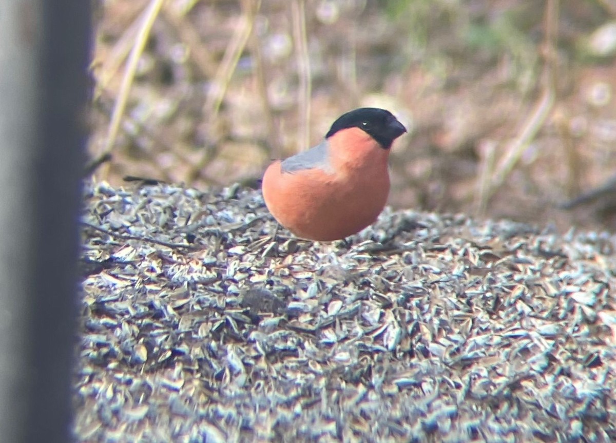 歐亞鷽 - ML646129769