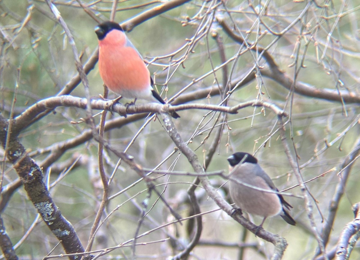 歐亞鷽 - ML646129770