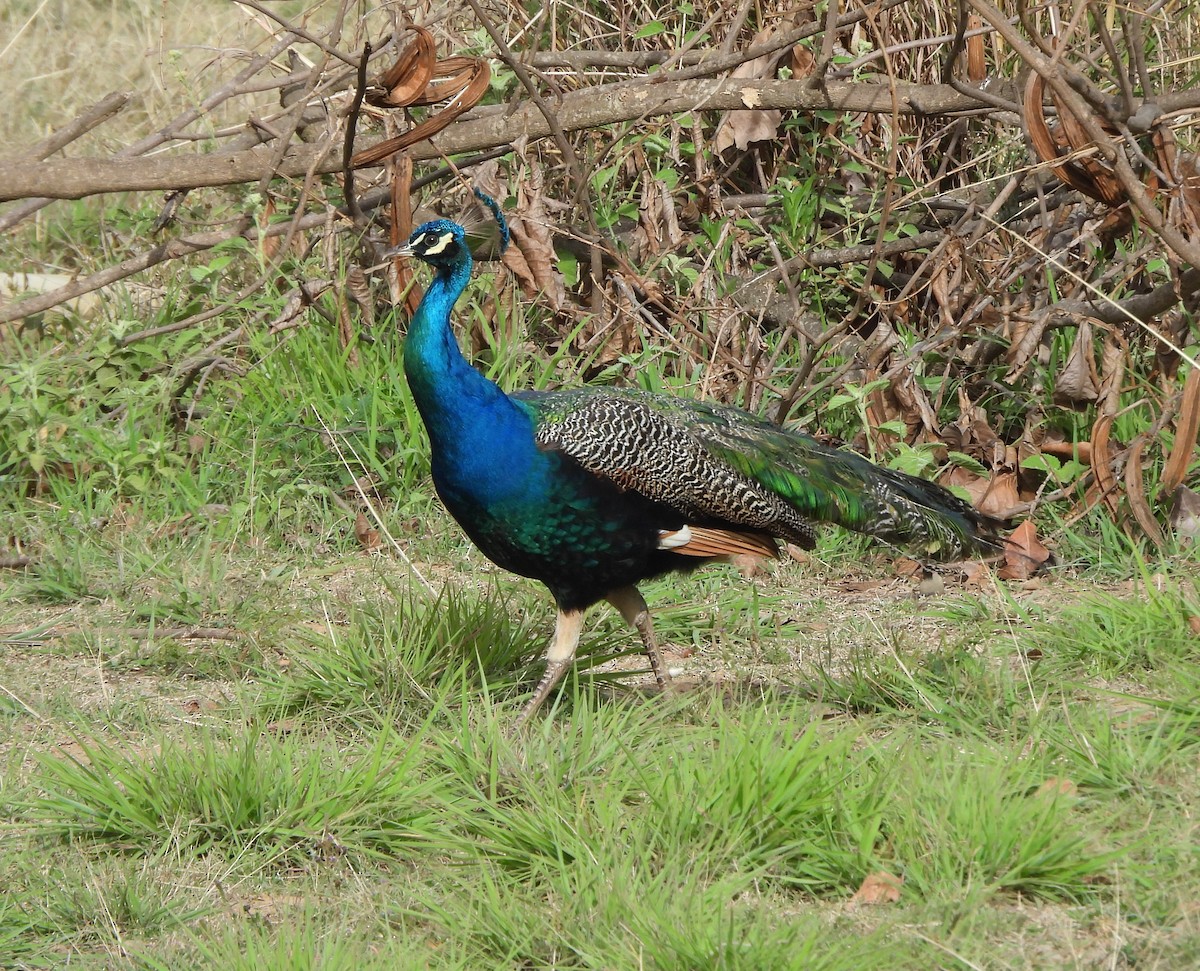 Animals - ML646129776