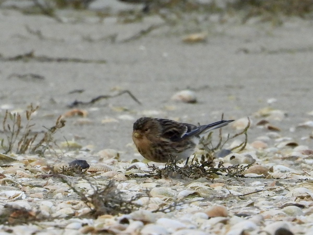Twite - ML646129786