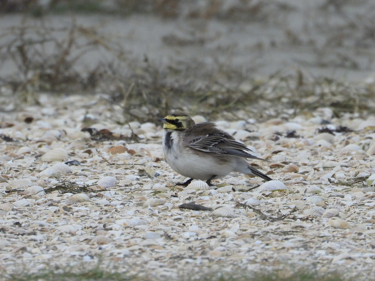 Horned Lark - ML646129789