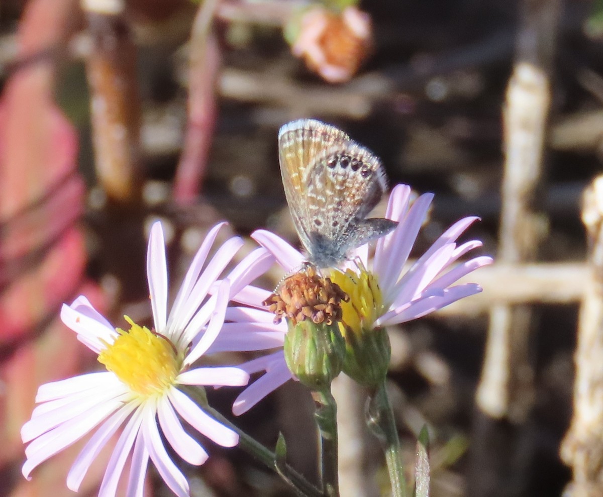 Western Pygmy-Blue - ML646129791