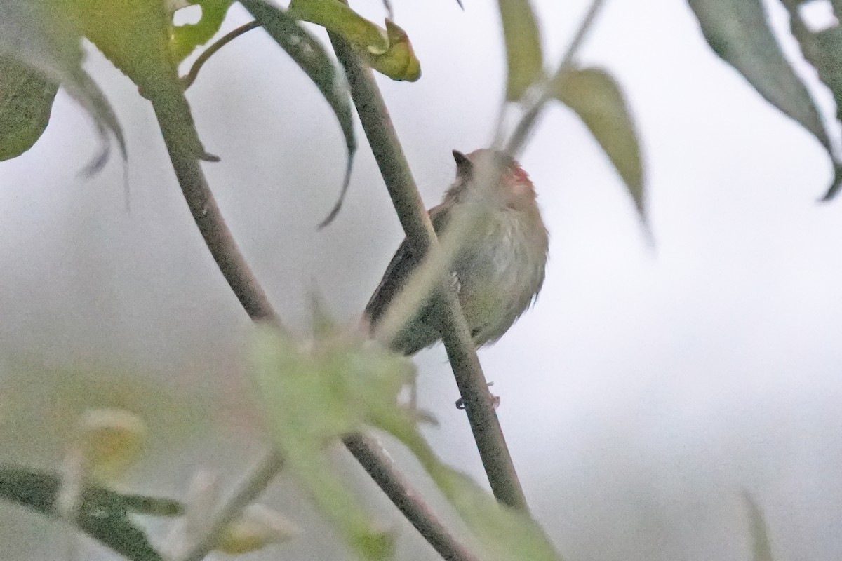 Scale-crested Pygmy-Tyrant - ML646129796