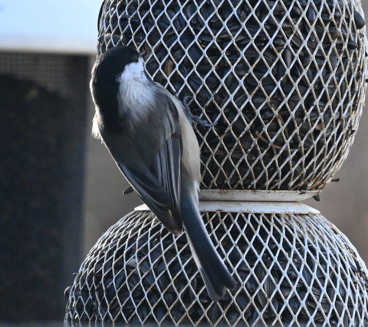 Black-capped Chickadee - ML646129801