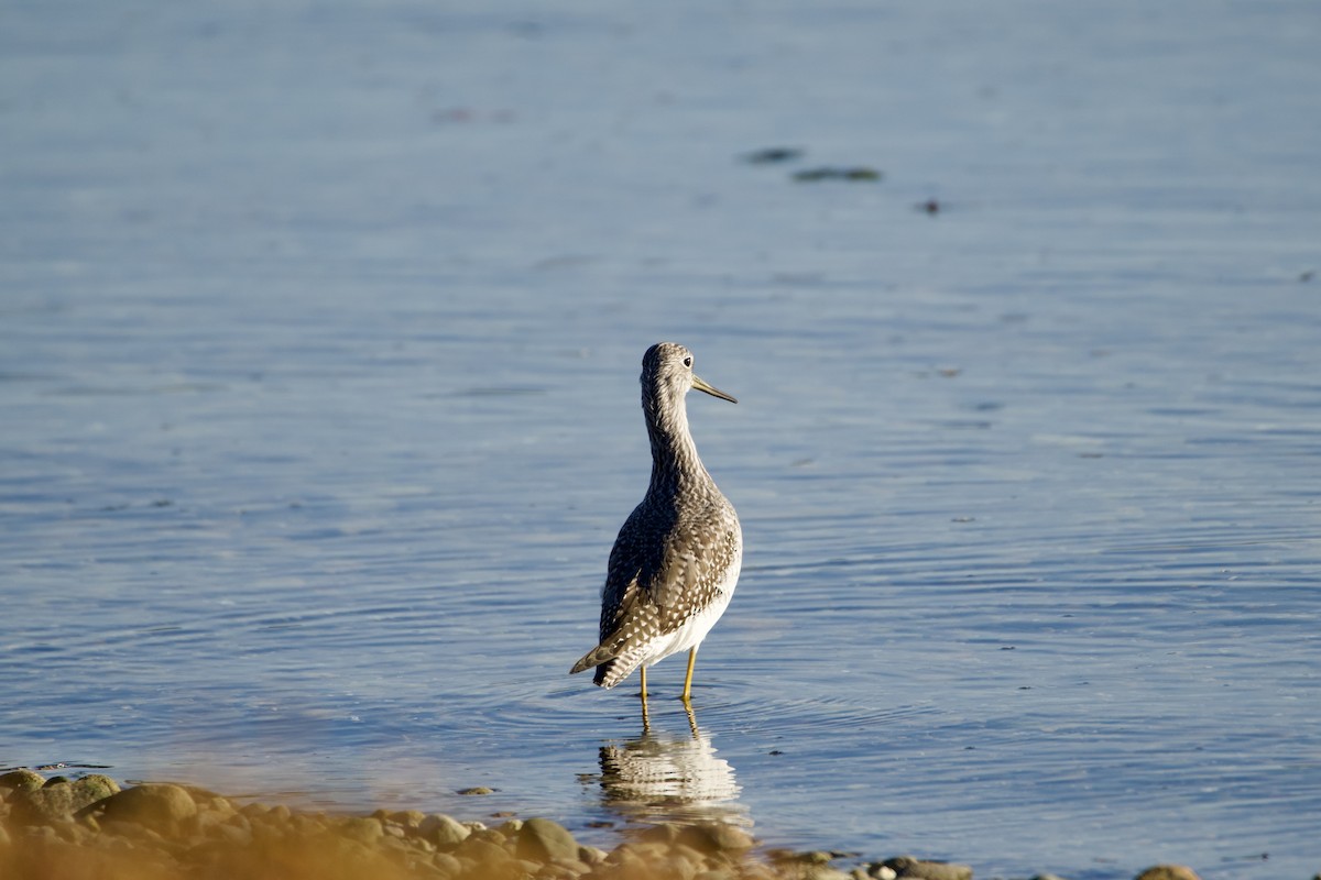 Greater Yellowlegs - ML646129803
