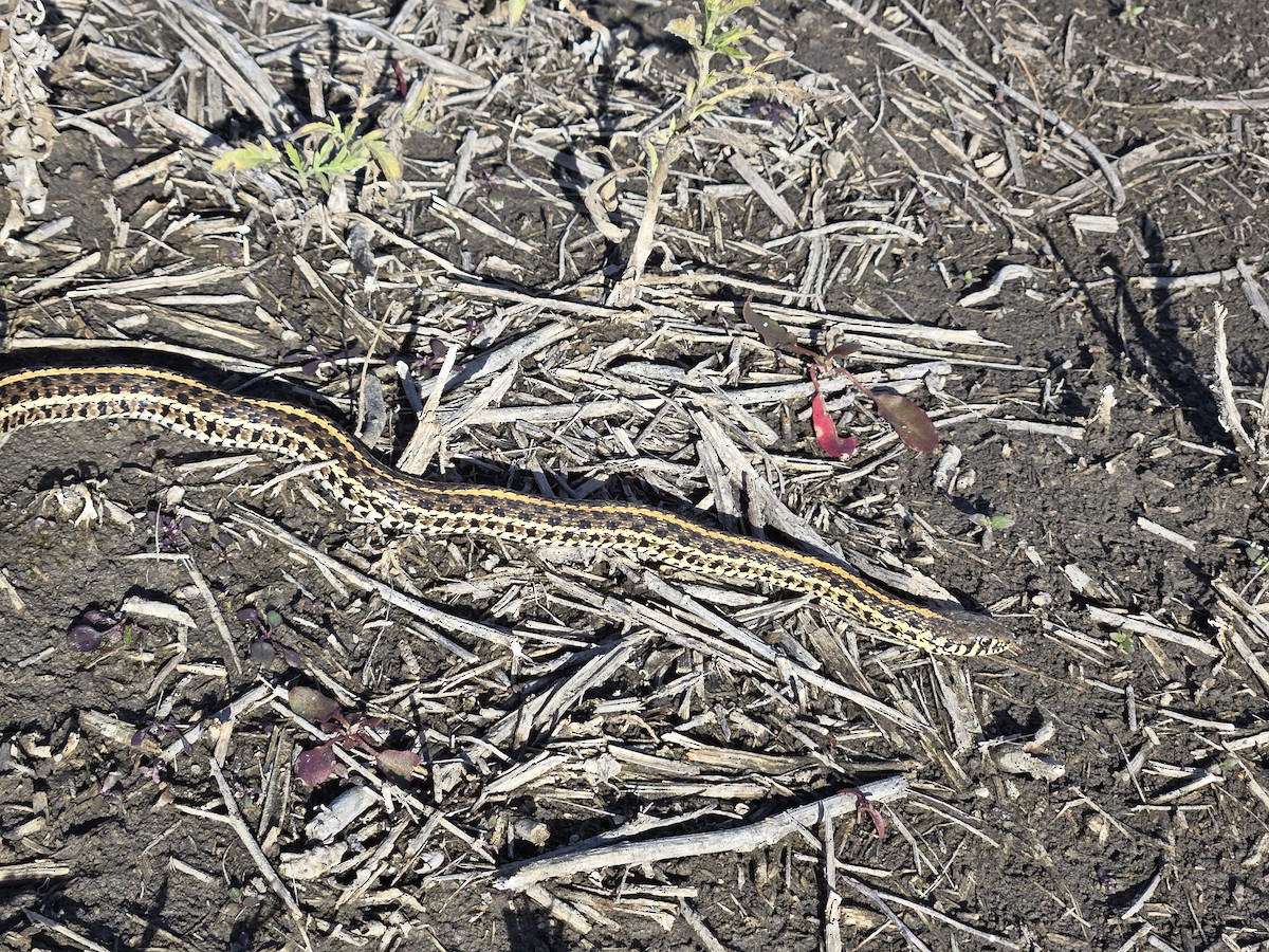 Plains Garter Snake - ML646129804