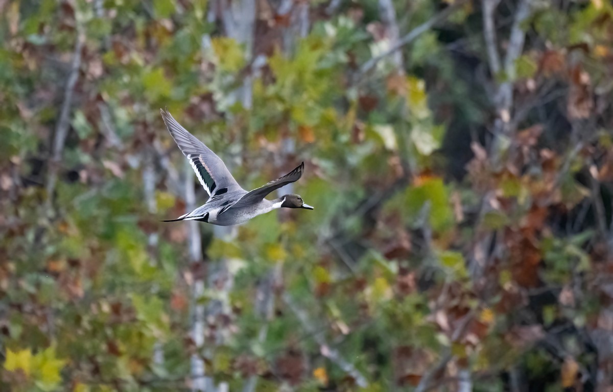 Northern Pintail - ML646129805