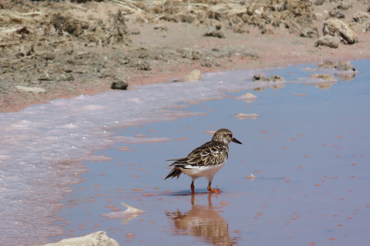 Ruddy Turnstone - ML646129812