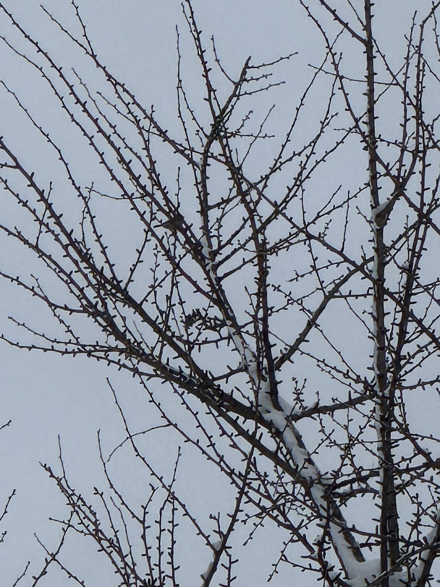 Redpoll - ML646129815