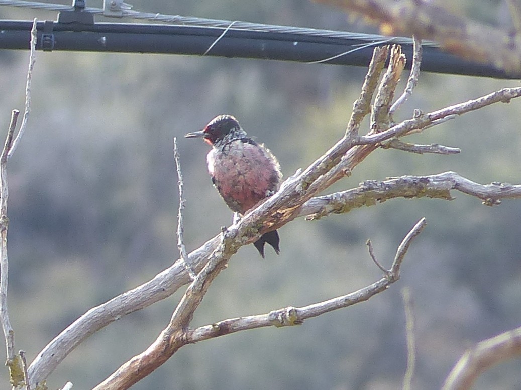 Lewis's Woodpecker - ML646129819