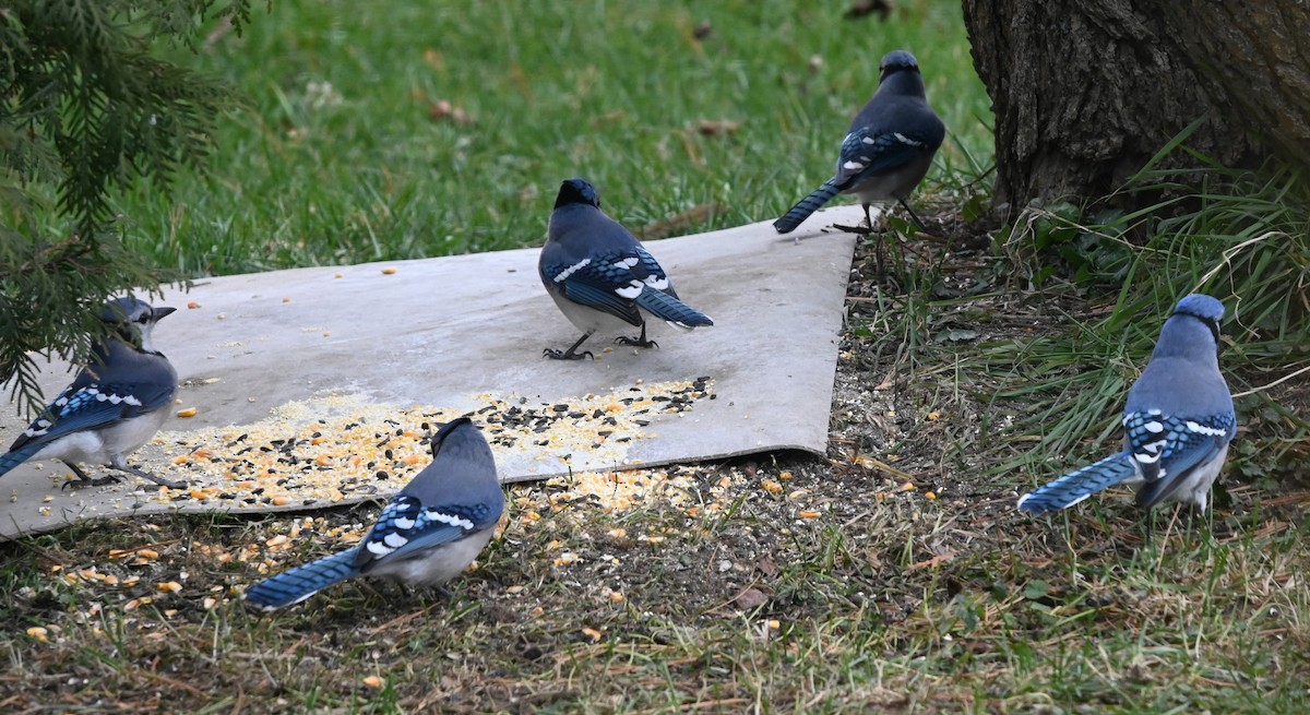 Blue Jay - ML646129821