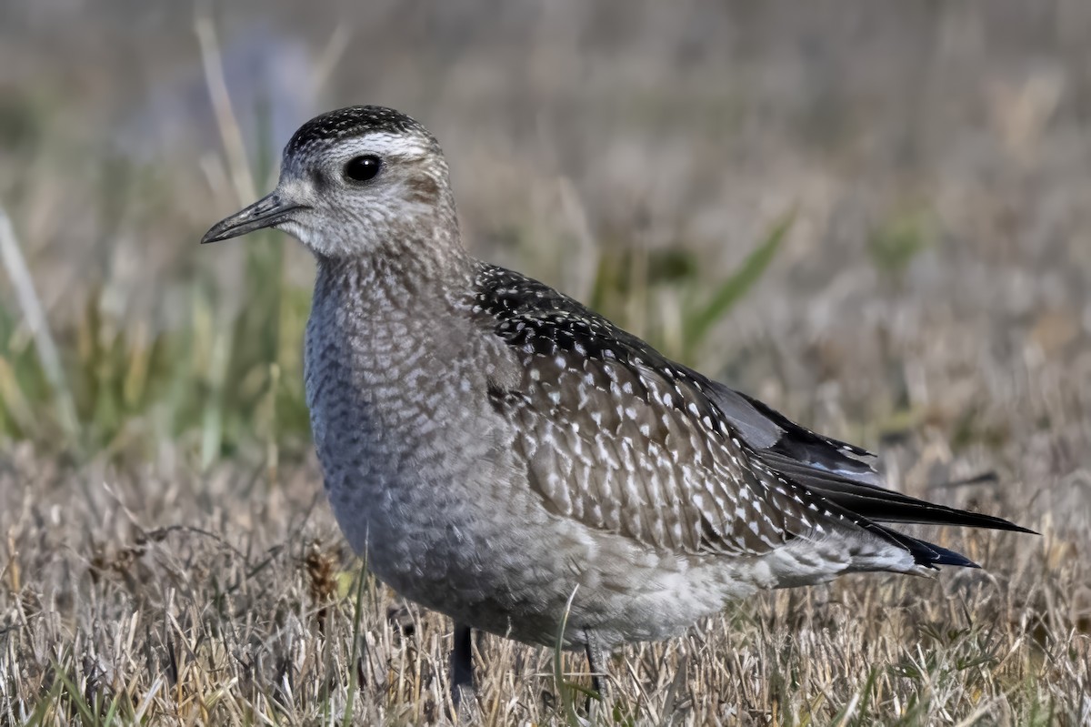 アメリカムナグロ - ML646129822