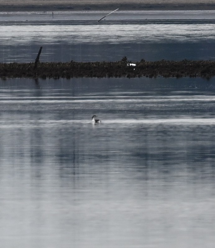 Arctic Loon - ML646129825