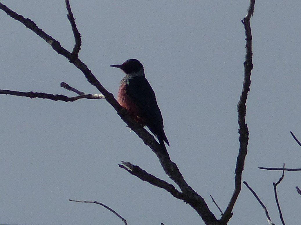 Lewis's Woodpecker - ML646129835