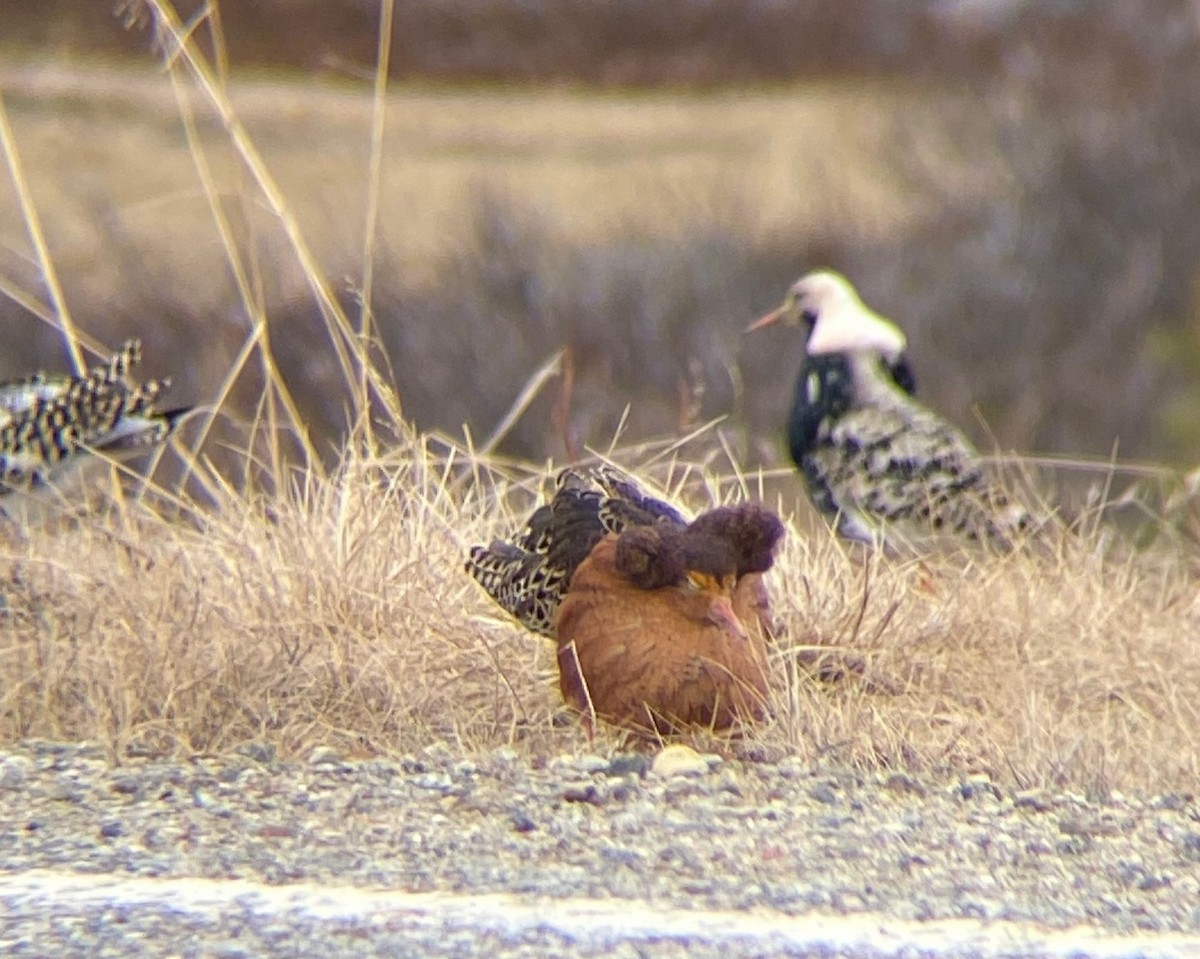 流蘇鷸 - ML646129836