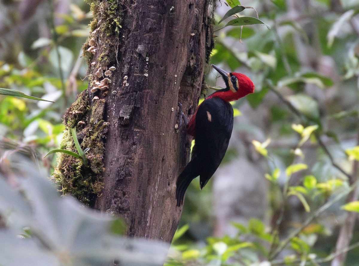 Дятел-кардинал вохристощокий - ML646129837