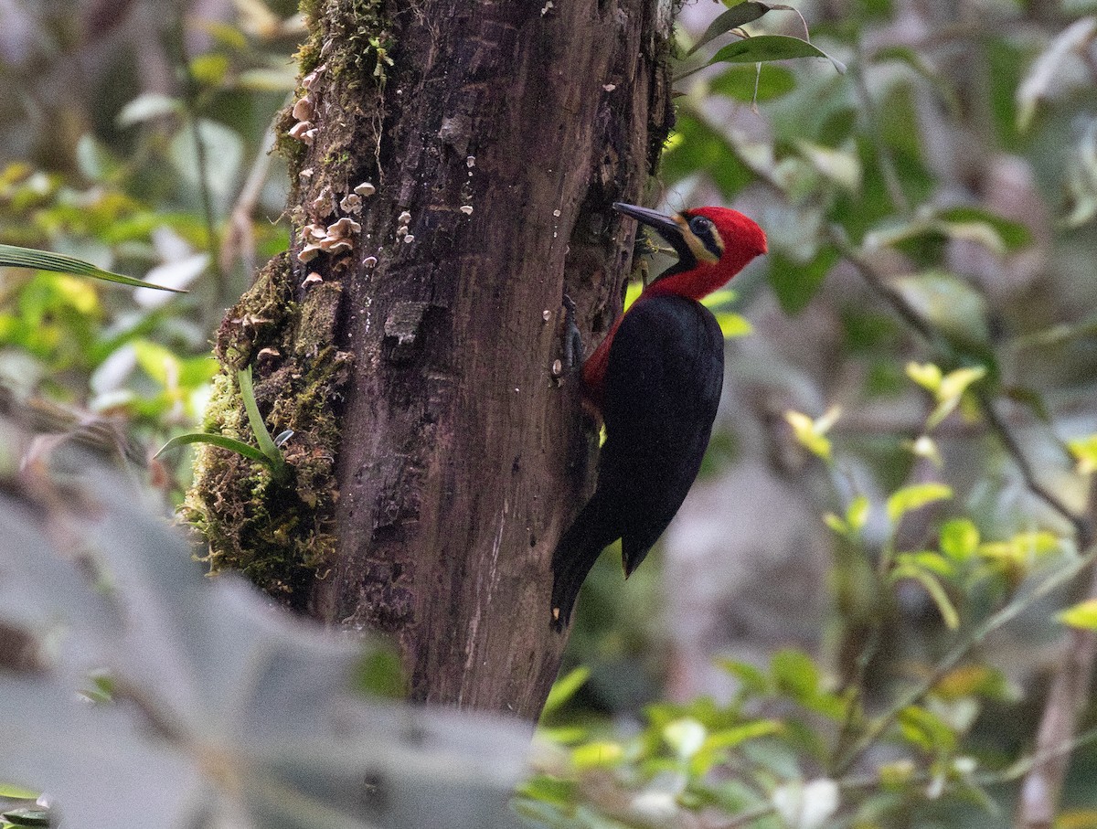 Дятел-кардинал вохристощокий - ML646129838