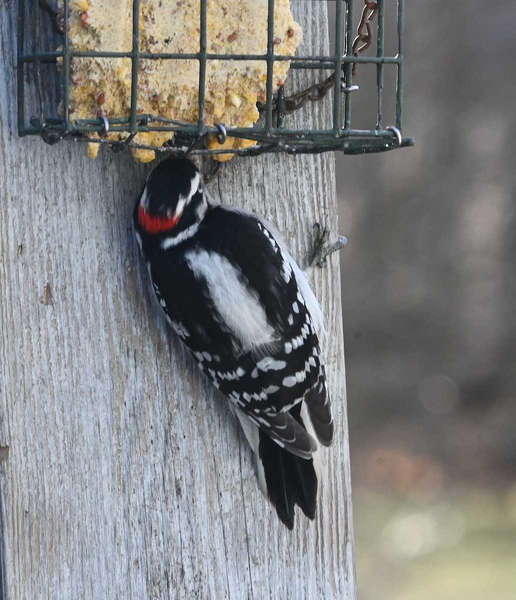 Downy Woodpecker - ML646129841