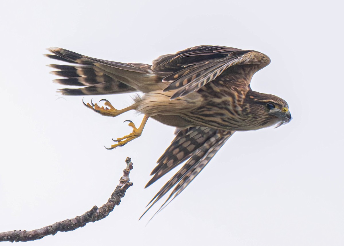 Merlin - ML646129843