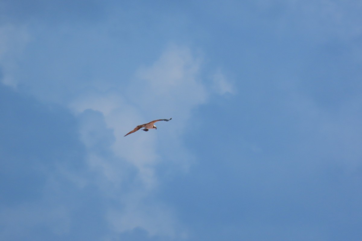 Osprey - ML646129846