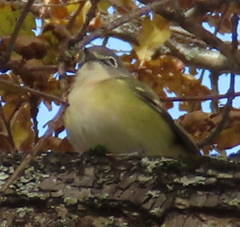 Blue-headed Vireo - ML646129849