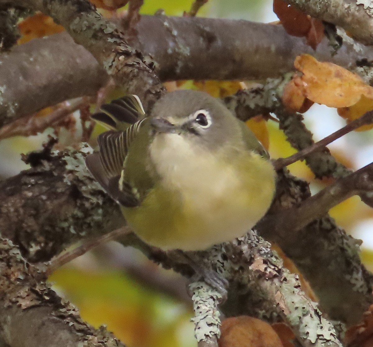 Blue-headed Vireo - ML646129850