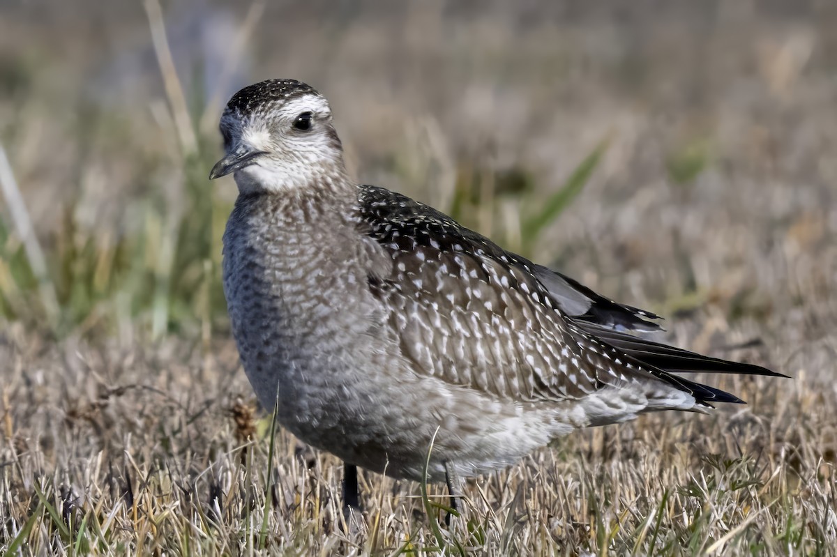 アメリカムナグロ - ML646129855